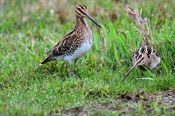 Zwei Bekassinen (Gallinago gallinago) bei der Andeutung einer Balz.