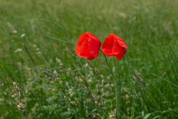 red poppies bloom on a green field