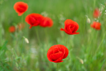 red poppies bloom on a green field