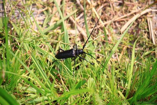 Monochamus sartor is a species of beetle in the family Cerambycidae
