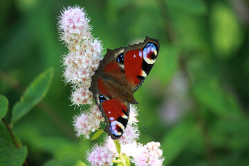 Aglais Io, the European peacock, better known as the peacock butterfly, sits on a Spirea flower.