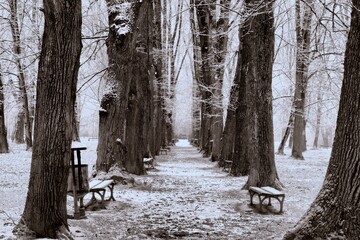 park Kościuszki zimą