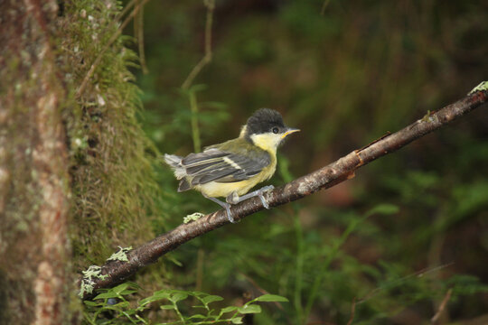 Fledgling of the Great Tit bird in the forest