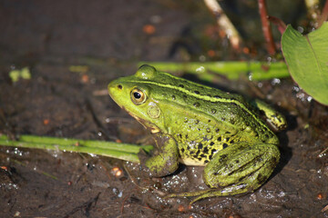 A bright green pool frog (Pelophylax lessonae) sits on the shore of a reservoir on a sunny day.