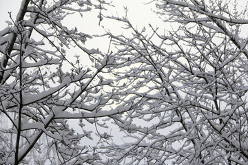 Obraz premium snowdrifts on tree branches in the early morning. magical winter park