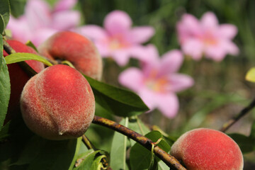 Peach Tree with Fruit Ready To Harvest and Pink Rain Lilies in Background