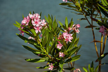 Oleander in turkey on the shores of the mediterranean sea
