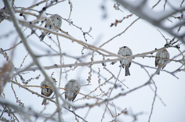 birds on branches against the sky