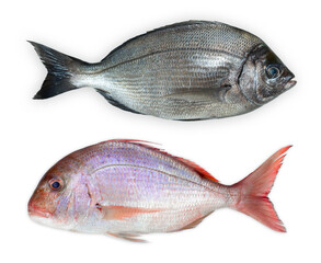 Pink Dorada fish isolated on white background