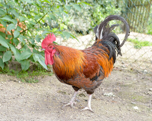 AUT, Huehnerzucht, Pregarten