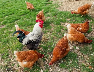 AUT, Huhn, Hühner, Hahn, Geflügel, Haustier, Federvieh, Bauernhof