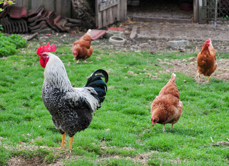 AUT, Huhn, Hühner, Hahn, Geflügel, Haustier, Federvieh, Bauernhof