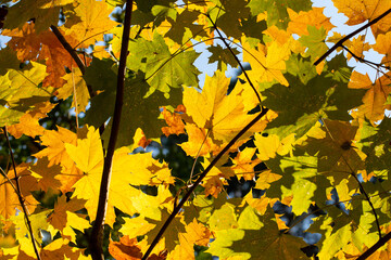 Colorful autumn leaves in backlight in the forest horizontal picture