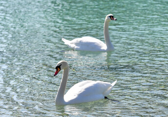 AUT, Schwan, Schwäne, Ente, Enten, Wasservogel, Wasservögel, Attersee, See, Wasser