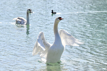 AUT, Schwan, Schwäne, Ente, Enten, Wasservogel, Wasservögel, Attersee, See, Wasser