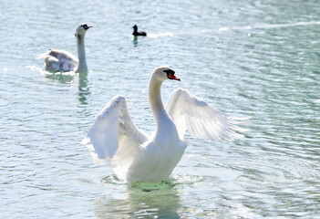 AUT, Schwan, Schwäne, Ente, Enten, Wasservogel, Wasservögel, Attersee, See, Wasser
