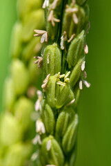 稲の花　米　日本