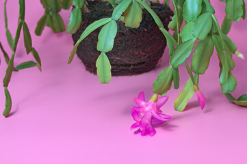 flowering plants without a pot. earth with roots. magenta background. creative.