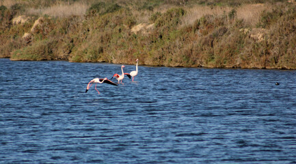 flamingos na ria formosa