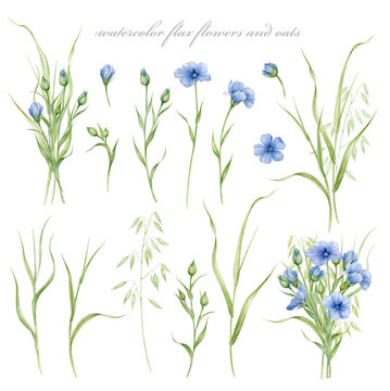 Set of watercolor illustrations - flax flowers and ears of oats with isolated background.