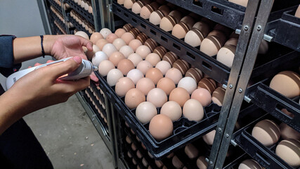 someone is checking the temperature of the eggs in the incubator machine using a temperature...