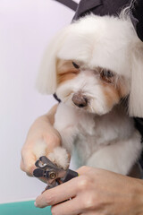 A woman cuts her claws on a Maltese lapdog.