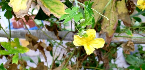 yellow flowers in the forest