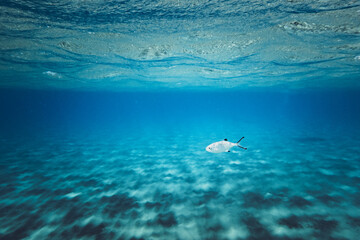 Fish swimming underwater in sea
