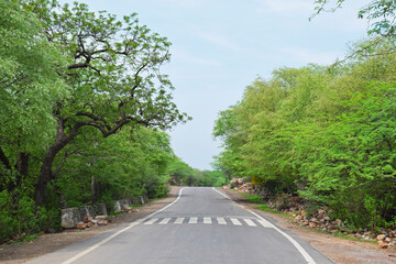 Fototapeta na wymiar Empty road in forest