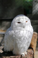 シロフクロウ