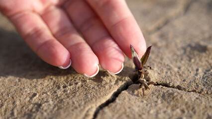 Female hands touches a plant on cracked dried ground. Close up