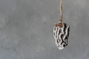 dried persimmon hanging on the ropes. Gray background