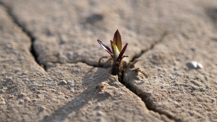 A plant grows from cracked ground, water crisis, and drought recovery. Global warming and Drought relief concepts.