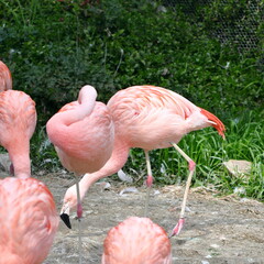 フラミンゴ