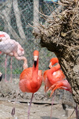 Fototapeta premium フラミンゴ｜縦構図