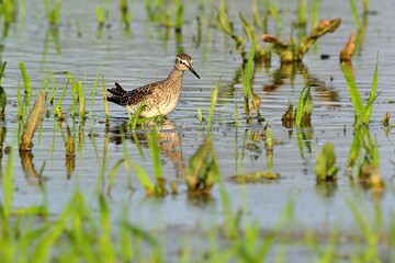 Ein Bruchwasserläufer (Tringa glareola) in seinem typischen Habitat.
