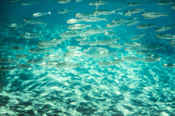 Fototapeta na wymiar Fishes swimming underwater in sea