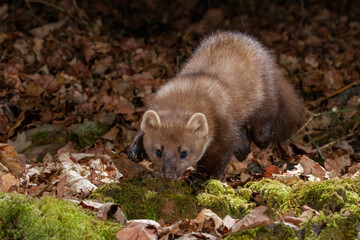 A Pine marten running towards the camera 