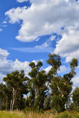 Obraz premium trees and sky