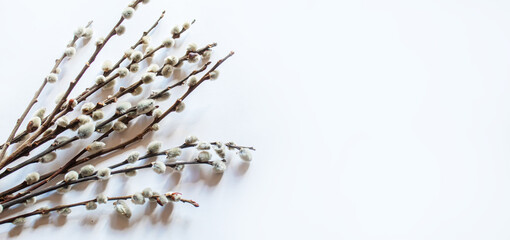 pussy willows branches on a white background.selective focus © Milena