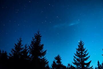 Night forest with pine trees