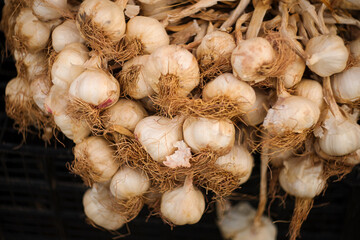 Harvest of fresh garden garlic on the farmer's market in Serbia