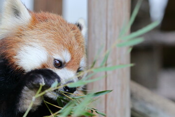 レッサーパンダ