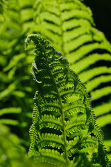 Fresh green fern leaves on a blurred background, shallow depth of field