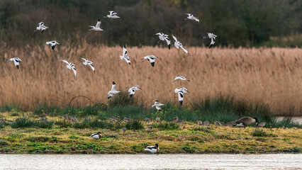 Pied Avocets in a flight over Marshland
