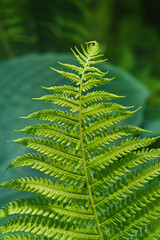 Fresh green fern leaves on a blurred background, shallow depth of field