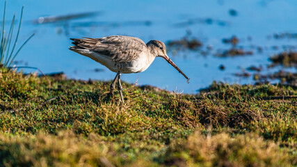 Black-tailed Godwit, Limosa limosa in environment