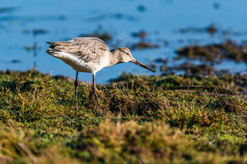 Black-tailed Godwit, Limosa limosa in environment