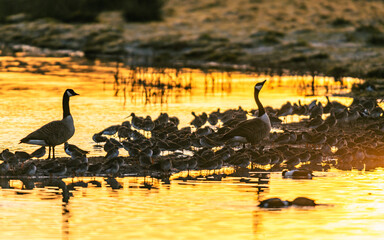 Canada Geese, Canada Goose, Branta Canadensis at sunrise