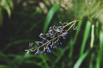 close-up of dianella tasmanica flax lily plant with flower buds outdoor in sunny backyard
